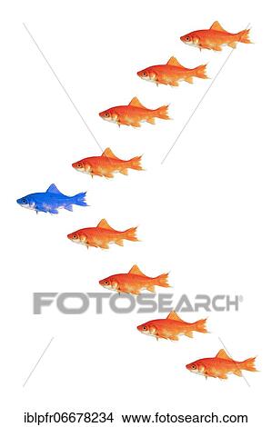 Photomontage, school of goldfish on white background View Large Photo Image Picture - Photomontage, school of goldfish on white background. Fotosearch