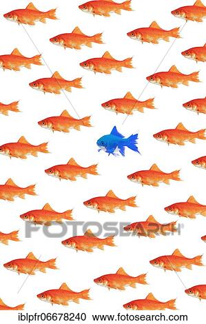 Photomontage, school of goldfish on white background View Large Photo Image Stock Image - Photomontage, school of goldfish on white background. Fotosearch