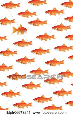 Photomontage, school of goldfish on white background View Large Photo Image Stock Image - Photomontage, school of goldfish on white background. Fotosearch