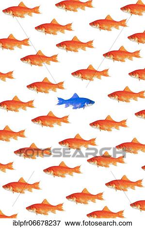 Photomontage, school of goldfish on white background View Large Photo Image Stock Photo - Photomontage, school of goldfish on white background. Fotosearch