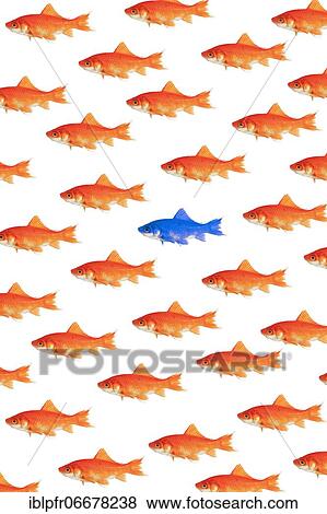 Stock Photo - Photomontage, school of goldfish on white background. Fotosearch
