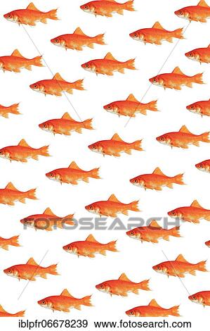 Photomontage, school of goldfish on white background View Large Photo Image Stock Photo - Photomontage, school of goldfish on white background. Fotosearch
