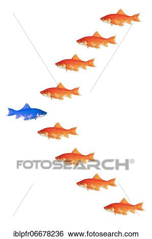 Stock Photograph - Photomontage, school of goldfish on white background. Fotosearch