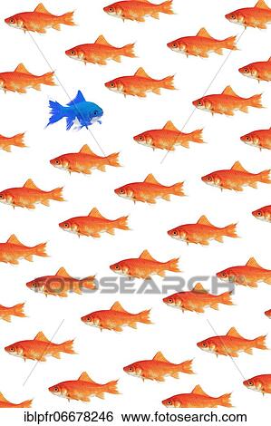 Photomontage, school of goldfish on white background View Large Photo Image Stock Photograph - Photomontage, school of goldfish on white background. Fotosearch