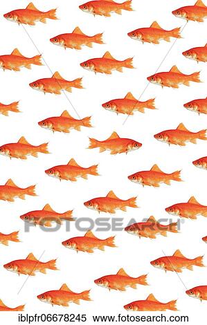 Photomontage, school of goldfish on white background View Large Photo Image Stock Photography - Photomontage, school of goldfish on white background. Fotosearch