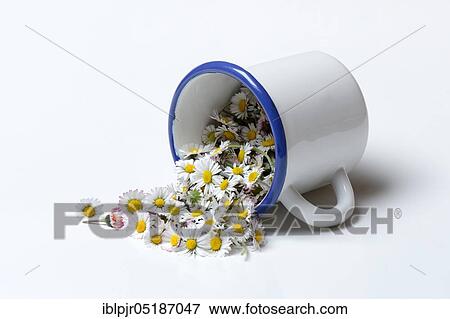 Picked -flowers ( Bellis perennis) in cup View Large Photo Image Stock Photo - Picked -flowers ( Bellis perennis) in cup. Fotosearch