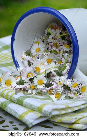 Picked -flowers ( Bellis perennis) in cup View Large Photo Image Stock Photograph - Picked -flowers ( Bellis perennis) in cup. Fotosearch
