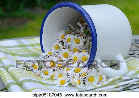 Stock Photography - Picked -flowers ( Bellis perennis) in cup. Fotosearch