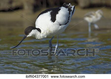 Pied avocet (Recurvirostra avosetta) foraging with chicks, nuptial plumage, Wagejot, Texel, North Holland, Holland, Netherlands View Large Photo Image Stock Image - Pied avocet (Recurvirostra avosetta) foraging with chicks, nuptial plumage, Wagejot, Texel, North Holland, Holland, Netherlands. Fotosearch