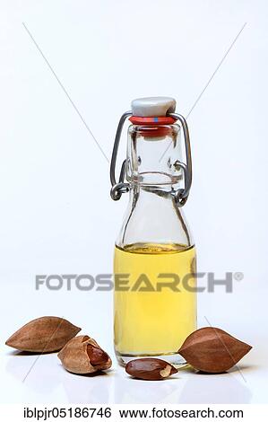 Pilinut oil in bottle and pilinuts, pilinut oil ( Canarium ovatum) View Large Photo Image Stock Photograph - Pilinut oil in bottle and pilinuts, pilinut oil ( Canarium ovatum). Fotosearch