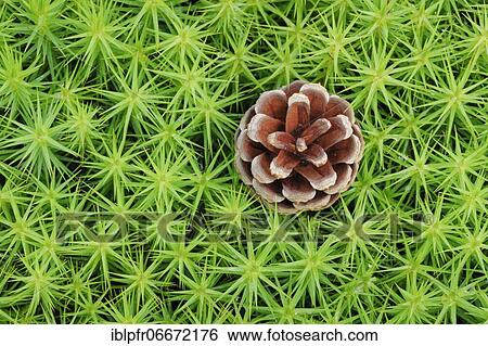 Stock Photograph - Pine cones in maidenhair moss. Fotosearch