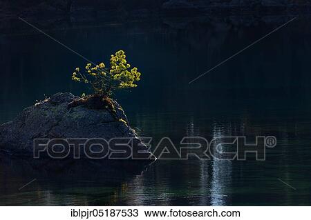 Pine on rocks in lake, Lago di Saoseo, Val di Campo, Puschlav, Valposchiavo, Canton Graubünden, Switzerland, Europe View Large Photo Image Stock Image - Pine on rocks in lake, Lago di Saoseo, Val di Campo, Puschlav, Valposchiavo, Canton Graubünden, Switzerland, Europe. Fotosearch