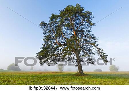 Stock Photo - Pine, Pinus, Switzerland, Europe. Fotosearch