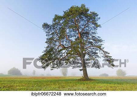 Pine, Pinus, Switzerland, Europe View Large Photo Image Stock Photo - Pine, Pinus, Switzerland, Europe. Fotosearch