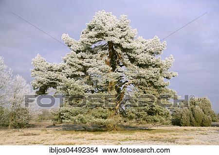 Pine tree covered with hoarfrost, Steingrund, Lueneburg Heath, Lower Saxony, Germany, Europe View Large Photo Image Picture - Pine tree covered with hoarfrost, Steingrund, Lueneburg Heath, Lower Saxony, Germany, Europe. Fotosearch