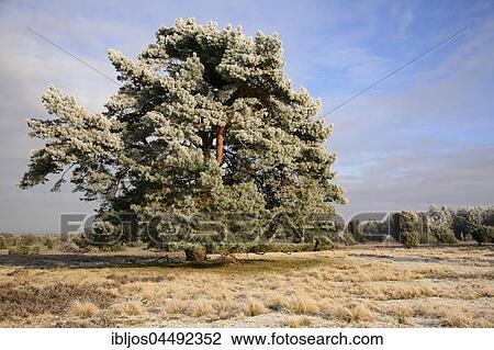 Pine tree covered with hoarfrost, Steingrund, Lueneburg Heath, Lower Saxony, Germany, Europe View Large Photo Image Stock Image - Pine tree covered with hoarfrost, Steingrund, Lueneburg Heath, Lower Saxony, Germany, Europe. Fotosearch