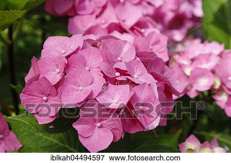 Stock Photo - Pink flowers, hydrangea (Hydrangea), Botanical Garden, Tubingen, Baden-Württemberg, Germany, Europe. Fotosearch
