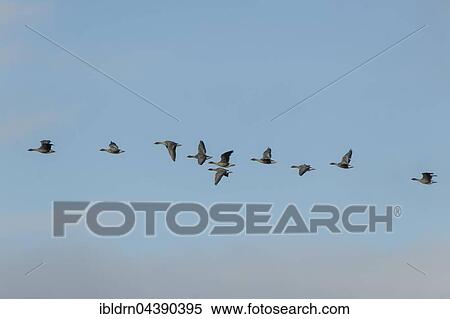 Pink-footed geese (Anser brachyrhynchus) in flight, Svalbard, Spitsbergen, Norway, Europe View Large Photo Image Stock Photography - Pink-footed geese (Anser brachyrhynchus) in flight, Svalbard, Spitsbergen, Norway, Europe. Fotosearch