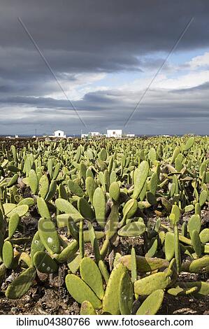Plantation of Prickly Pear (Opuntia ficus-indica) for cochineal production, Mala, Lanzarote, Canary Islands, Spain, Europe View Large Photo Image Stock Photograph - Plantation of Prickly Pear (Opuntia ficus-indica) for cochineal production, Mala, Lanzarote, Canary Islands, Spain, Europe. Fotosearch