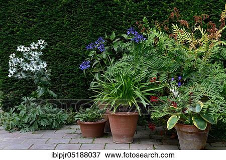 Plants in pot, clay pot, man litter, agapanthus, hostas, fern View Large Photo Image Stock Photo - Plants in pot, clay pot, man litter, agapanthus, hostas, fern. Fotosearch