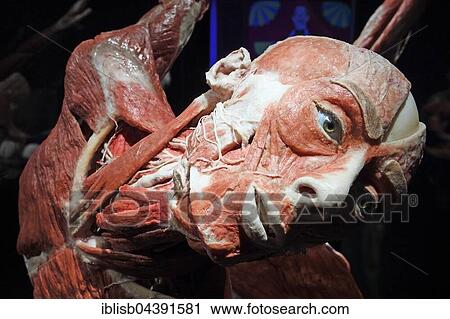 Plastinate, female human head, Body Worlds, Menschen Museum, Berlin, Germany, Europe View Large Photo Image Stock Image - Plastinate, female human head, Body Worlds, Menschen Museum, Berlin, Germany, Europe. Fotosearch