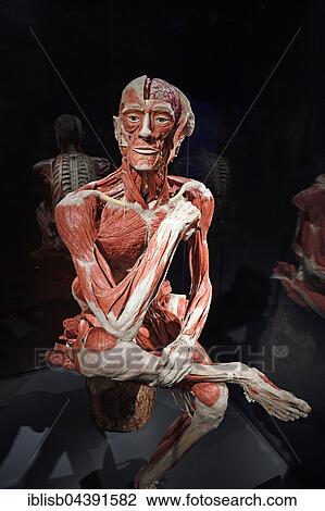 Plastinate, human body, man sitting, Body Worlds, Menschen Museum, Berlin, Germany, Europe View Large Photo Image Stock Image - Plastinate, human body, man sitting, Body Worlds, Menschen Museum, Berlin, Germany, Europe. Fotosearch