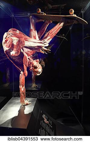 Stock Image - Plastinate, human body, young skater, Body Worlds, Menschen Museum, Berlin, Germany, Europe. Fotosearch