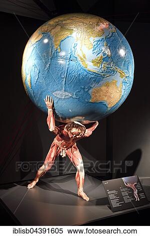 Plastinate, man as Atlas, Body Worlds, Menschen Museum, Berlin, Germany, Europe View Large Photo Image Stock Photography - Plastinate, man as Atlas, Body Worlds, Menschen Museum, Berlin, Germany, Europe. Fotosearch