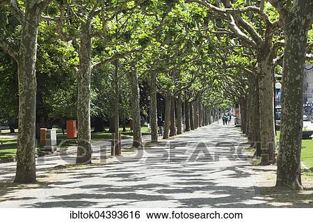 Platanenallee, plane tree avenue, Wilhelmstraße or Wiesbadener Rue, Wiesbaden, Hesse, Germany, Europe View Large Photo Image Stock Photograph - Platanenallee, plane tree avenue, Wilhelmstraße or Wiesbadener Rue, Wiesbaden, Hesse, Germany, Europe. Fotosearch