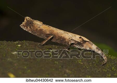 Stock Image - Plated leaf chameleon (Brookesia stumpffi) in rainforest, Lokobe National Park, Nosy Be, Northwest Coast, Madagascar, Africa. Fotosearch
