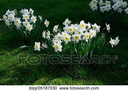 Stock Image - Poet's Daffodil (Narcissus poeticus). Fotosearch