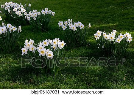 Poet's Daffodil (Narcissus poeticus) View Large Photo Image Stock Image - Poet's Daffodil (Narcissus poeticus). Fotosearch
