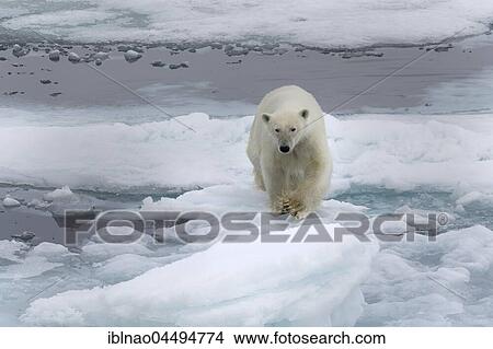 Polar bear (Ursus maritimus Europe) on pack ice, Spitsbergen, Norway, Europe View Large Photo Image Picture - Polar bear (Ursus maritimus Europe) on pack ice, Spitsbergen, Norway, Europe. Fotosearch