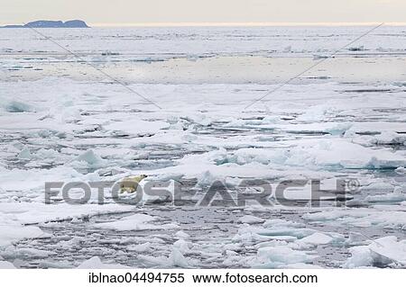 Polar bear (Ursus maritimus Europe) on pack ice, Spitsbergen, Norway, Europe View Large Photo Image Stock Photography - Polar bear (Ursus maritimus Europe) on pack ice, Spitsbergen, Norway, Europe. Fotosearch