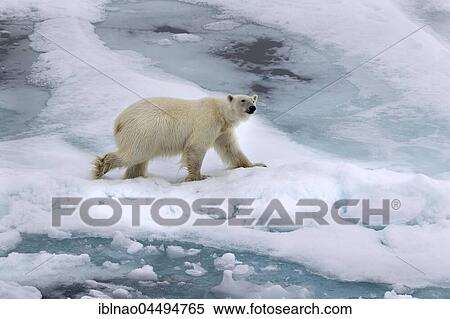Polar bear (Ursus maritimus Europe) on pack ice, Spitsbergen, Norway, Europe View Large Photo Image Stock Photography - Polar bear (Ursus maritimus Europe) on pack ice, Spitsbergen, Norway, Europe. Fotosearch