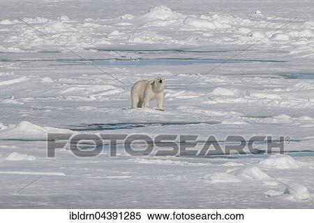 Stock Photography - Polar bear (Ursus maritimus) on pack ice, Spitsbergen, Norway, Europe. Fotosearch
