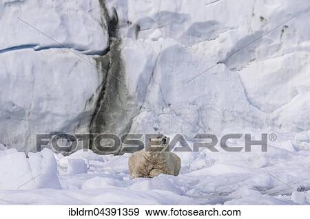 Polar bear (Ursus maritimus) resting on ice floe in front of glacier wall, Svalbard, Spitsbergen, Norway, Europe View Large Photo Image Stock Photo - Polar bear (Ursus maritimus) resting on ice floe in front of glacier wall, Svalbard, Spitsbergen, Norway, Europe. Fotosearch