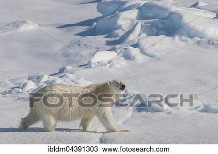 Polar bear (Ursus maritimus) walking on ice, Spitsbergen, Norway, Europe View Large Photo Image Stock Image - Polar bear (Ursus maritimus) walking on ice, Spitsbergen, Norway, Europe. Fotosearch