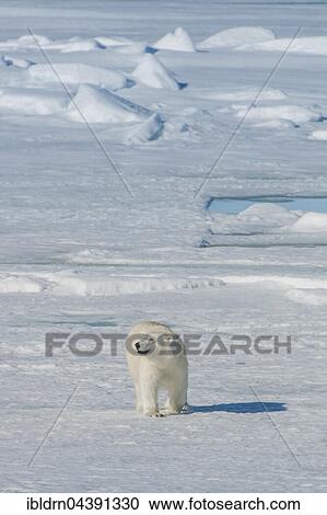 Polar bear (Ursus maritimus) walking on ice, Spitsbergen, Norway, Europe View Large Photo Image Stock Image - Polar bear (Ursus maritimus) walking on ice, Spitsbergen, Norway, Europe. Fotosearch