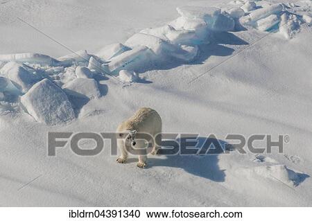 Polar bear (Ursus maritimus) walking on ice, Spitsbergen, Norway, Europe View Large Photo Image Stock Image - Polar bear (Ursus maritimus) walking on ice, Spitsbergen, Norway, Europe. Fotosearch