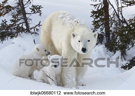 Polar bears (Ursus maritimus), mother with two newborns in the snow in front of a group of trees, Wapusk National Park, Manitoba, Canada, North America View Large Photo Image Stock Image - Polar bears (Ursus maritimus), mother with two newborns in the snow in front of a group of trees, Wapusk National Park, Manitoba, Canada, North America. Fotosearch
