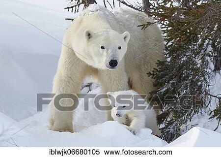 Polar bears (Ursus maritimus), mother with newborn standing in a snow hollow, Wapusk National Park, Manitoba, Canada, North America View Large Photo Image Stock Photography - Polar bears (Ursus maritimus), mother with newborn standing in a snow hollow, Wapusk National Park, Manitoba, Canada, North America. Fotosearch