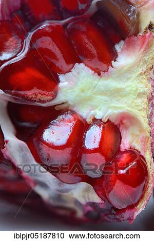 Pomegranate seeds in fruit, Punica granatum View Large Photo Image Stock Image - Pomegranate seeds in fruit, Punica granatum. Fotosearch