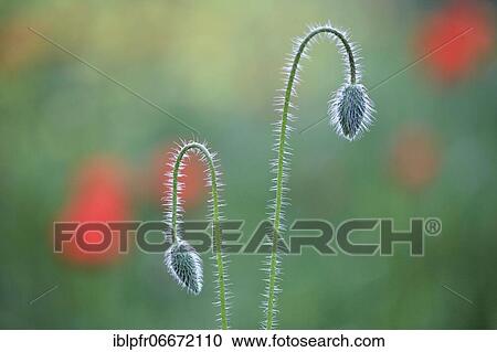Poppy flowers (Papaver rhoeas), Red Poppy, Tuscany, Italy, Europe View Large Photo Image Stock Image - Poppy flowers (Papaver rhoeas), Red Poppy, Tuscany, Italy, Europe. Fotosearch