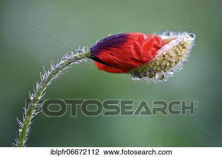Poppy flowers (Papaver rhoeas), Red Poppy, Tuscany, Italy, Europe View Large Photo Image Stock Image - Poppy flowers (Papaver rhoeas), Red Poppy, Tuscany, Italy, Europe. Fotosearch