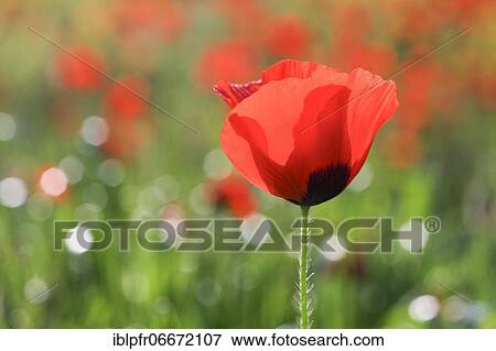 Stock Photo - Poppy flowers (Papaver rhoeas), Red Poppy, Tuscany, Italy, Europe. Fotosearch