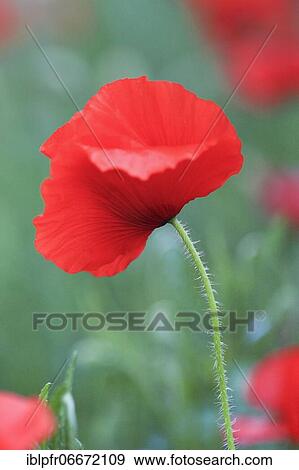 Stock Photo - Poppy flowers (Papaver rhoeas), Red Poppy, Tuscany, Italy, Europe. Fotosearch