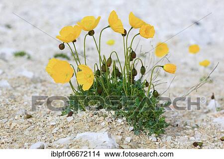 Poppy (Papaver), Rhaetic poppy rhaeticum, Alps View Large Photo Image Picture - Poppy (Papaver), Rhaetic poppy rhaeticum, Alps. Fotosearch