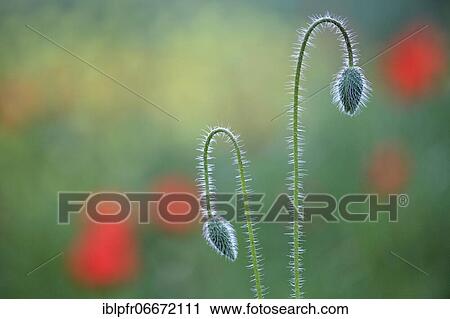 Stock Image - Poppy (Papaver rhoeas), poppy, corn poppy. Fotosearch