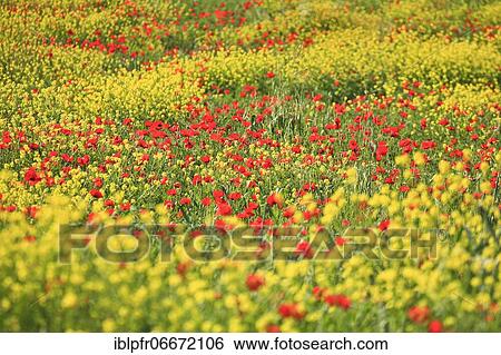 Stock Photograph - Poppy (Papaver rhoeas), poppy, corn poppy. Fotosearch